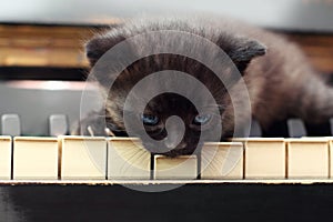 Piano cat. Musician, music.