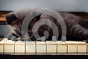 Piano cat. Musician, music.