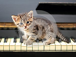 Piano cat. Musician, music.