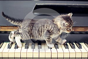 Piano cat. Musician, music.