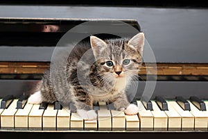 Piano cat. Musician, music.