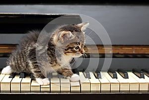 Piano cat. Musician, music.