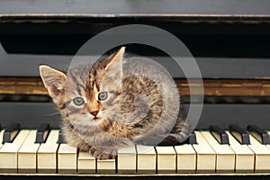 Piano cat. Musician, music.