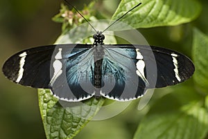 Piano Key Butterfly