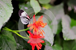 Piano key butterfly on red flowers