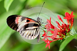 Piano key butterfly on red Pentas lanceolata flowers