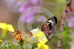 Piano key butterfly on yellow flowers