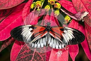 Piano key Heliconius Butterfly