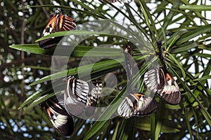 Piano key Heliconius Butterfly