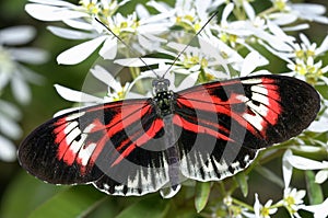 Piano key, heliconius melpomene