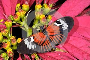 Piano key, heliconius melpomene photo