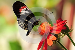 Piano key longwing butterfly