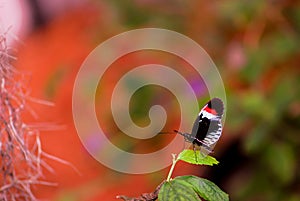 Piano key longwing butterfly, blurred background