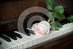 Piano keyboard and one pale pink rose is lying on it.