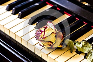 Piano keys with dry rose. The idea of the concept for love of music, for the composer, musical inspiration