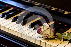 Piano keys with dry rose. The idea of the concept for love of music, for the composer, musical inspiration