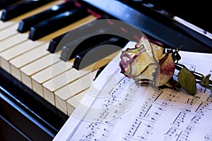 Piano keys with dry rose. The idea of the concept for love of music, for the composer, musical inspiration