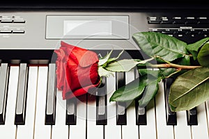 Piano keys and red rose