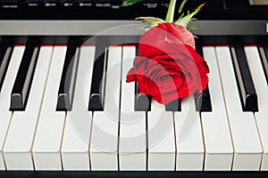Piano keys and red rose