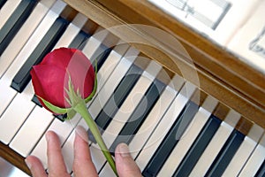 Piano Keys, Rose and Female Hand