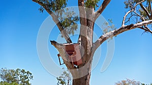 Piano Lodged In Tree Since 1916 Flood