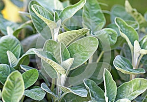 Pianta biologica di salvia