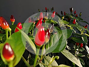 chili plant photo