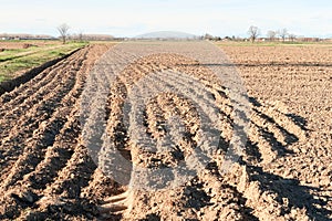 Pianura Padana panorama landscape fields crops nature agriculture vision sky horizon Italy Italian