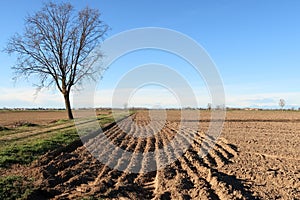 Pianura Padana panorama landscape fields crops nature agriculture vision sky horizon Italy Italian photo