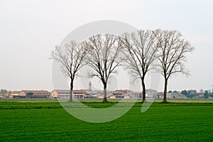 Pianura Padana panorama landscape fields field trees agriculture vision sky color characteristic nature agricultural