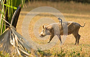 A Piapiac riding on a pig