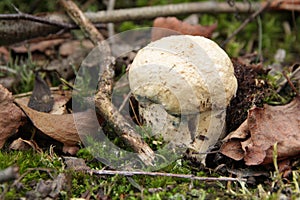 Piaskowiec modrzak, Gyroporus cyanescens, bluing bolete