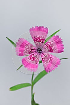 Piatra Craiului Pink (Dianthus callizonus)