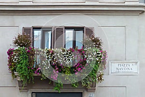 Piazza Navona, Rome, Italy, Beautiful Pink and White Flowers on an old balcony, Street plate of famous Piazza Navona