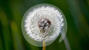 Pic Close up of dandelion flower creates soft focus abstract background