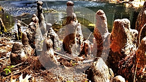 Tree roots sticking up by water