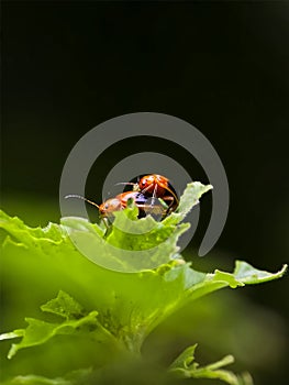 The bugs mating