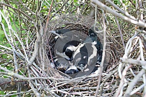 Pica pica. The nest of the Magpie photo