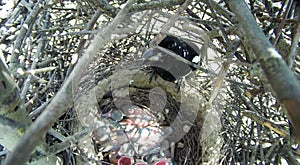 Pica pica. The nest of the Magpie