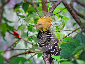 Pica Pau Amarelo