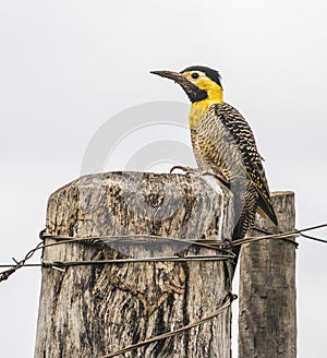 Pica-pau-do-campo bird over a farm fence