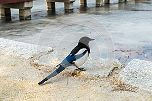 Pica pica bird, also called Eurasian Magpie perching at the stone next to the lake with frozen water in Gyeongbokgung palace in