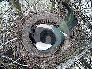 Pica pica. The nest of the Magpie