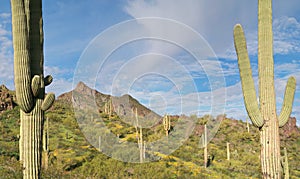 Picacho Peak State Park