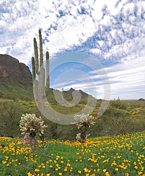 Picacho Peak State Park