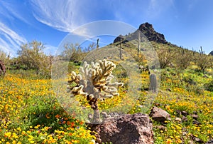 Picacho Peak State Park