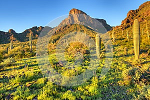 Picacho Peak