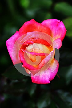 Picadilly rose rose photo