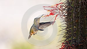 Picaflor chibird sephanoides sephaniodes aves colibri Chile fauna silvestre wild life naturaleza photo