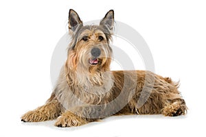 Picard dog lying on white background